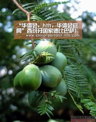 华体会，hth，华体会官网